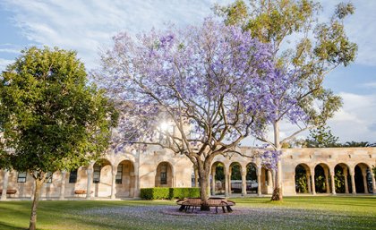 Jacaranda tree in front of UQ sandstone in The Great Court